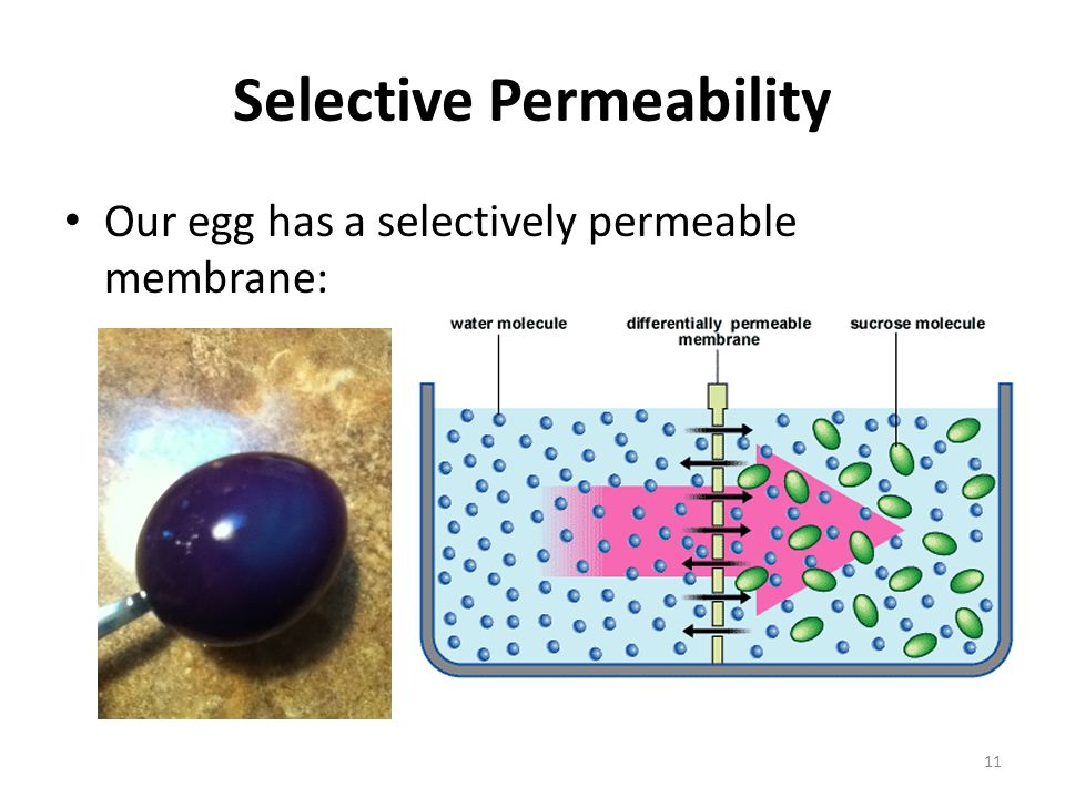 Cell Membrane and Fluid Mosaic Model - ppt download How Does A Sieve Demonstrate The Property Of Selective Permeability