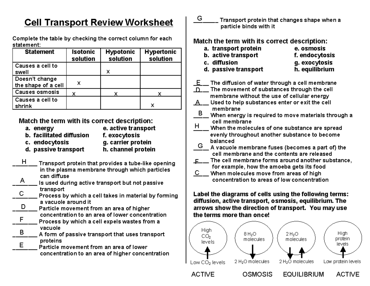 Cell Transport Worksheet Chapter 8 Biology Test Answer Key Pdf