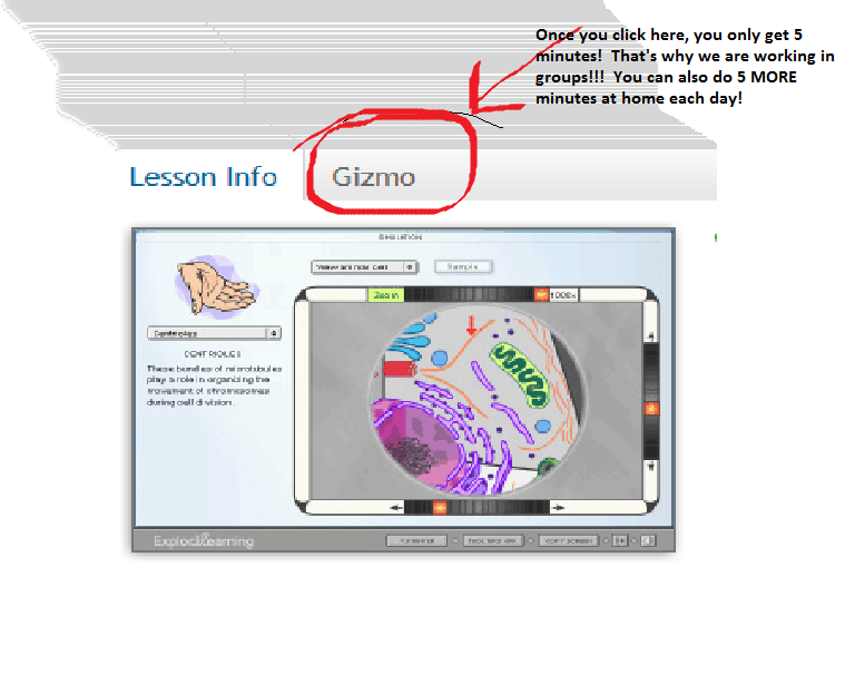 Cell Types Gizmos C Answer Key : Cell Types Gizmo Lab- Activity C Student Exploration Cell Division Gizmo Answer Key Pdf