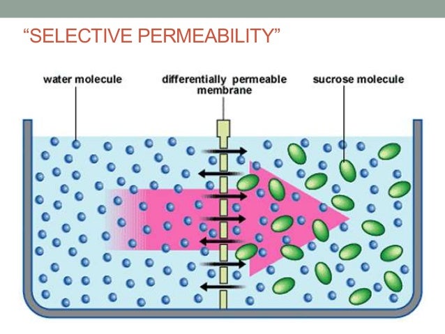 How Does A Sieve Demonstrate The Property Of Selective Permeability