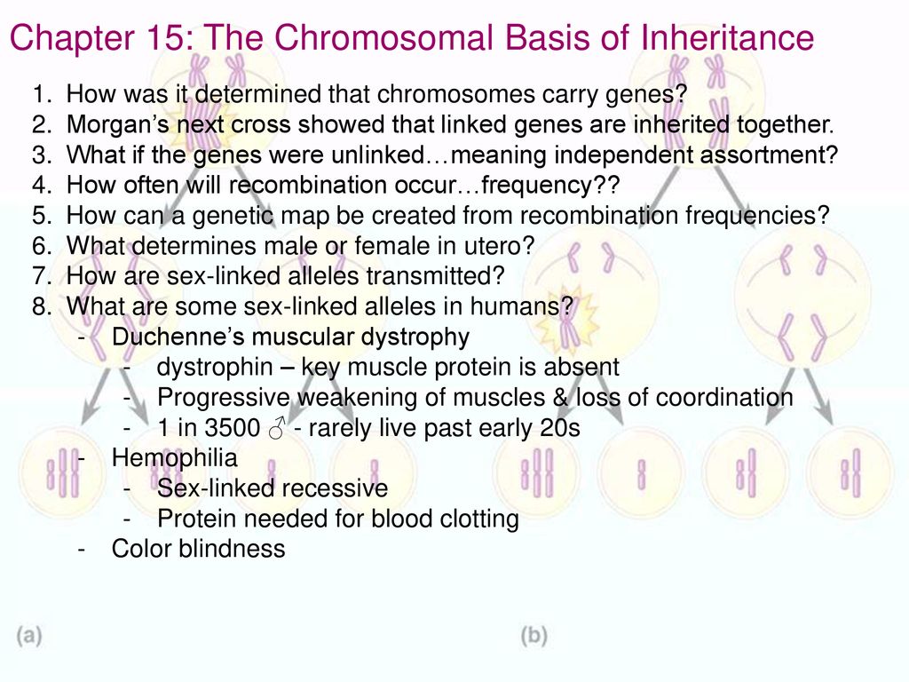 Chapter 15: The Chromosomal Basis of Inheritance - ppt download Chapter 15 The Chromosomal Basis Of Inheritance Answer Key