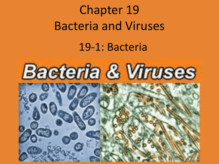 Chapter 19 Bacteria And Viruses Concept Map Answer Key - United States Map Chapter 19 Bacteria And Viruses Answer Key