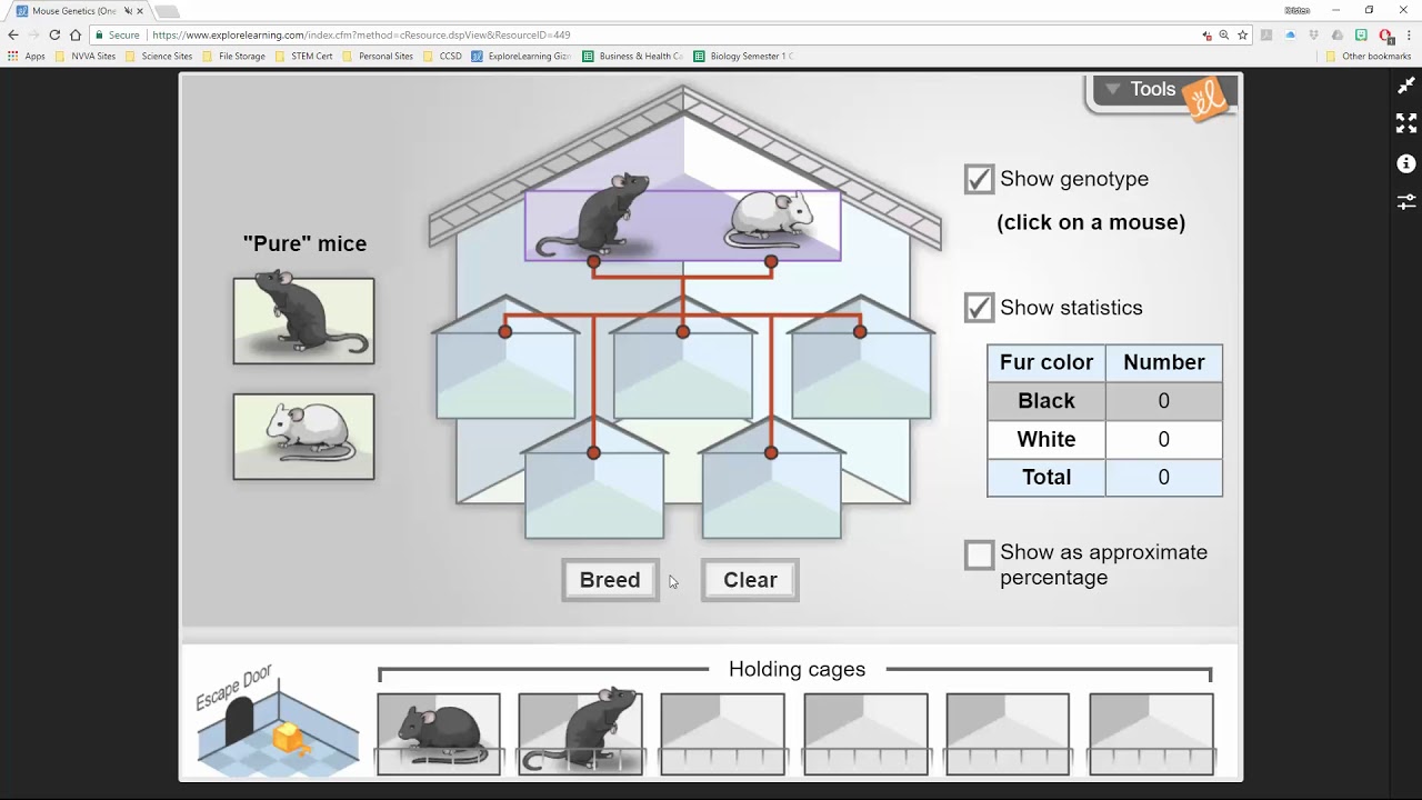 Chicken Genetics Gizmo Answer Key Activity A - Chicken Genetics Gizmo Inheritance Gizmo Answer Key Activity B