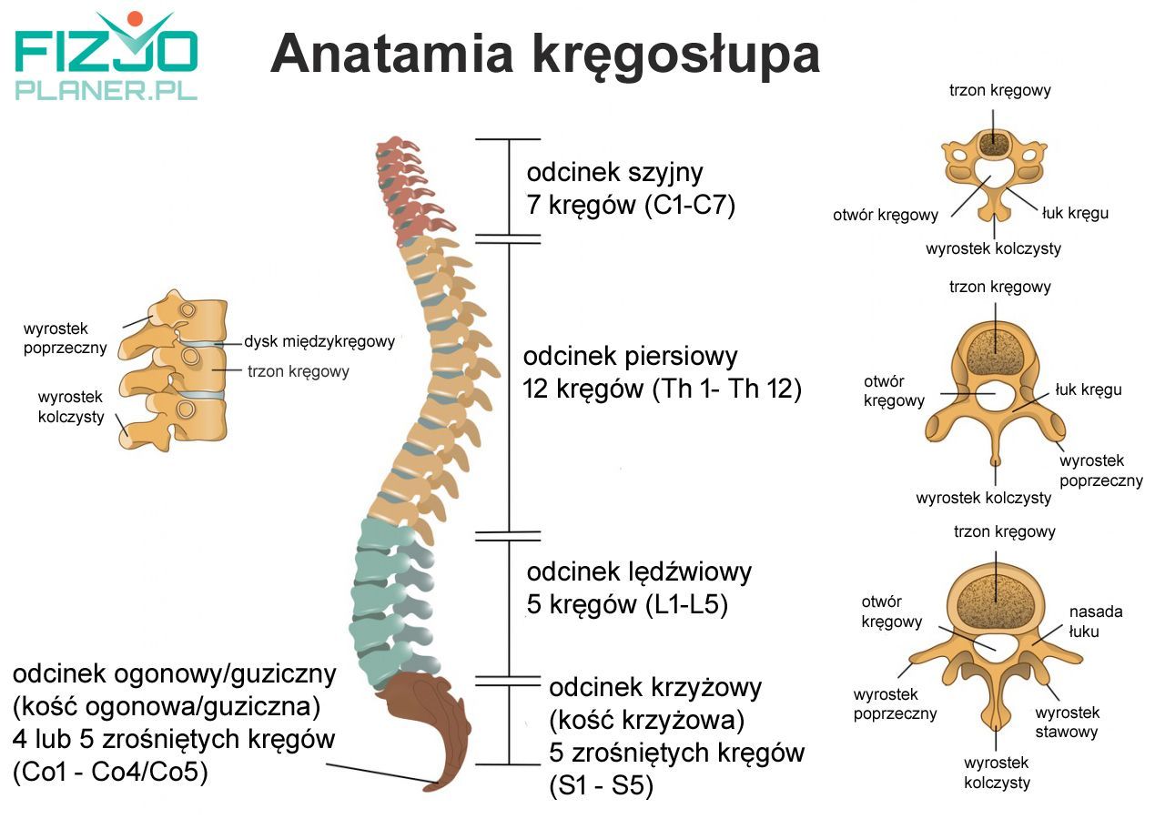 Choroba zwyrodnieniowa kręgosłupa | Beze Pielęgniarka Opieki Długoterminowej Zakres Obowiązków