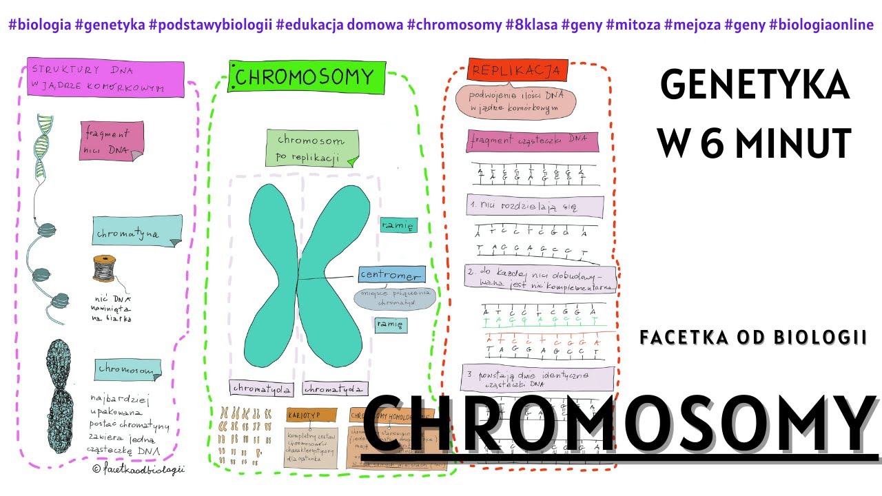 Chromosomy – Genetyka – Biologia [8 Klasa] - Notatki od Facetki Od Biologia Genetyka Klasa 8 Pdf
