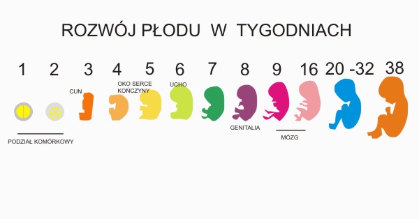 Ciąża, poród, niemowlę - strona dla rodziców. : Porównanie masy ciała i Ułożenie Dziecka W 31 Tygodniu Ciąży