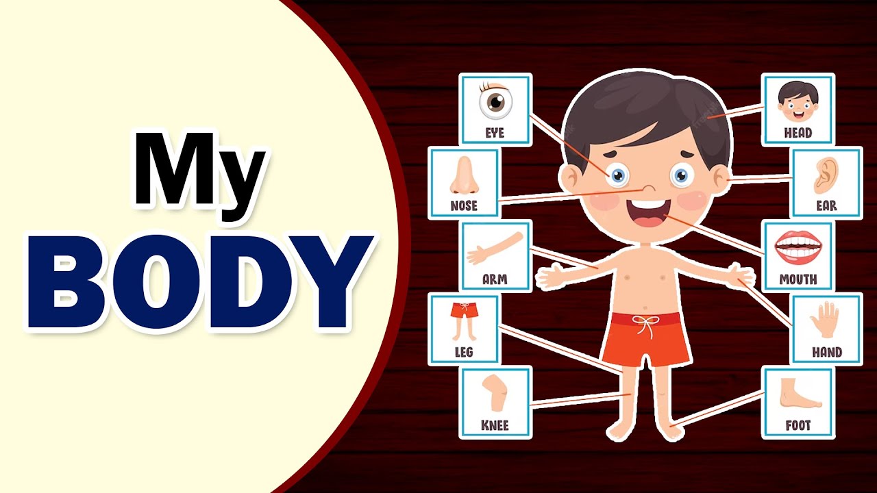 Class 1 | My Body | EVS | English Medium | Maharashtra Board - YouTube New English Adventure 1 My Body