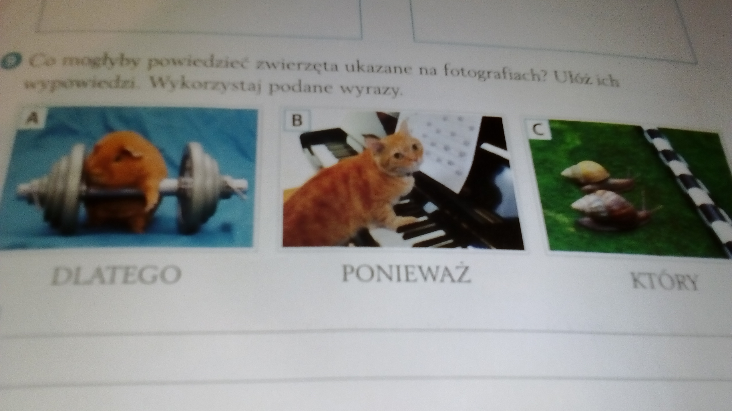 Co mogłyby powiedzieć zwierzęta ukazane na fotografiach? Ułóż ich Opisz Zwierzę Ukazane Na Fotografii Wykorzystaj Podane Zdania