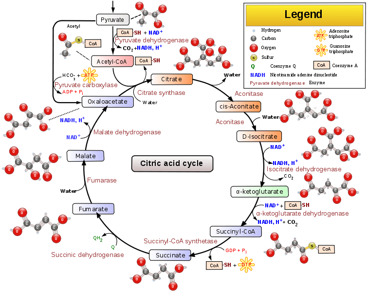 Cykl Kwasu Cytrynowego To Inaczej