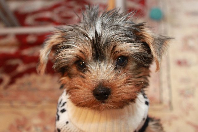 ☑ comment elever un bebe yorkshire Ja Chce Yorka Kup Mi Bejbe Yorka
