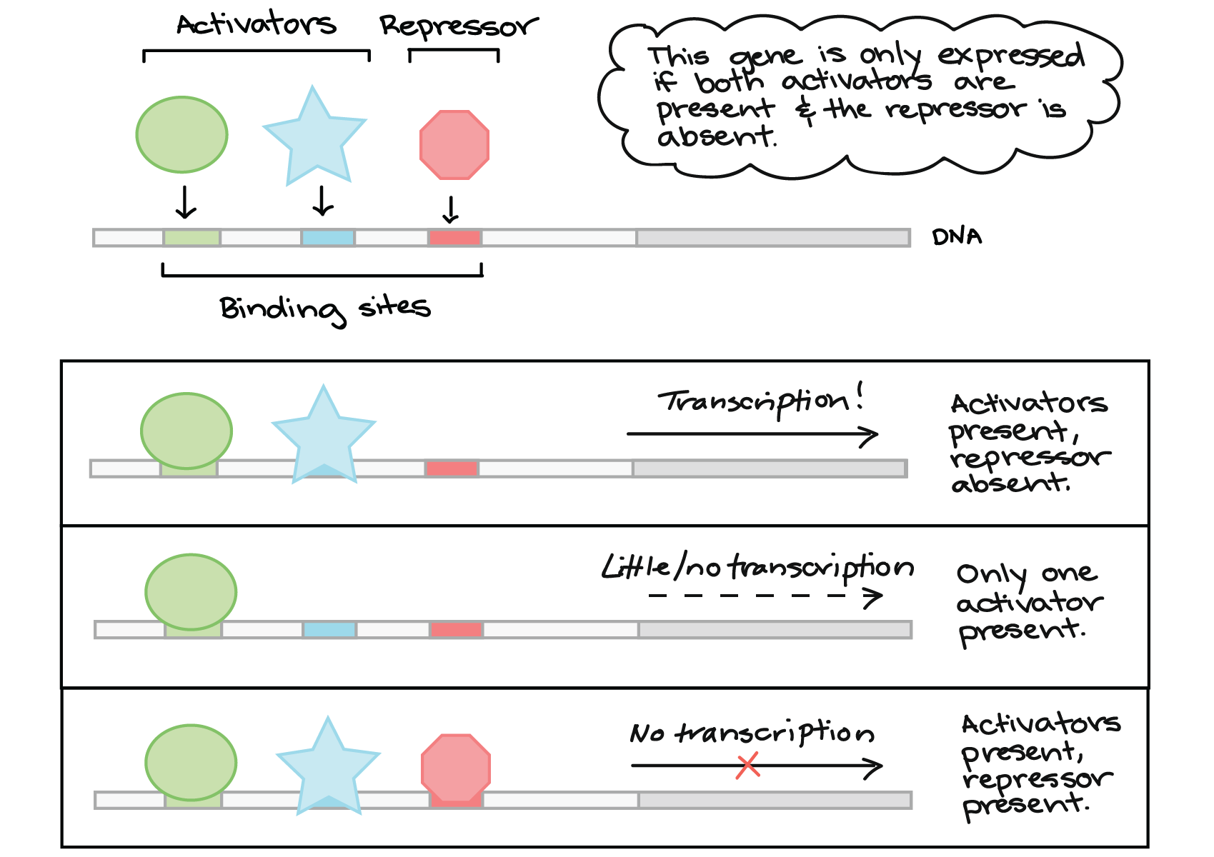 Control Of Gene Expression Pogil Answer Key