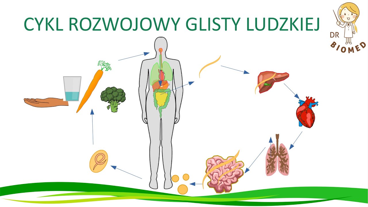 Cykl rozwojowy glisty ludzkiej - YouTube Cykl Rozwojowy Okrytonasiennych