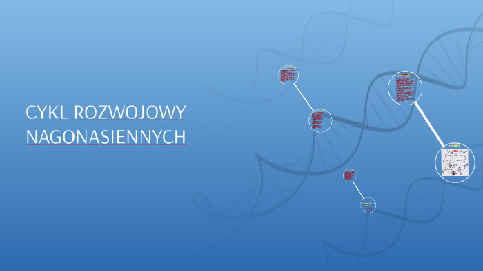 CYKL ROZWOJOWY NAGONASIENNYCH by Daria Cieślawska on Prezi Cykl Rozwojowy Nagonasiennych