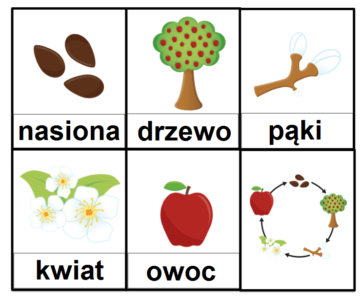 Od Kwiatu Do Owocu Historyjka Obrazkowa