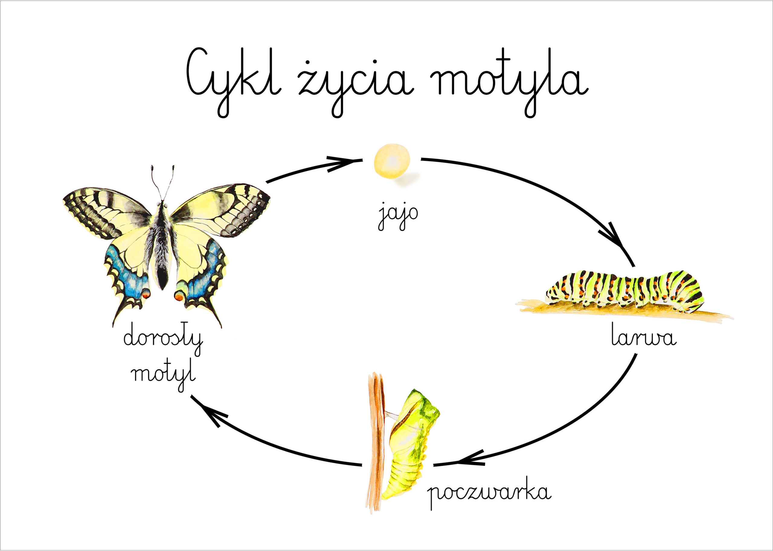 Cykl Rozwojowy Motyla Historyjka Obrazkowa