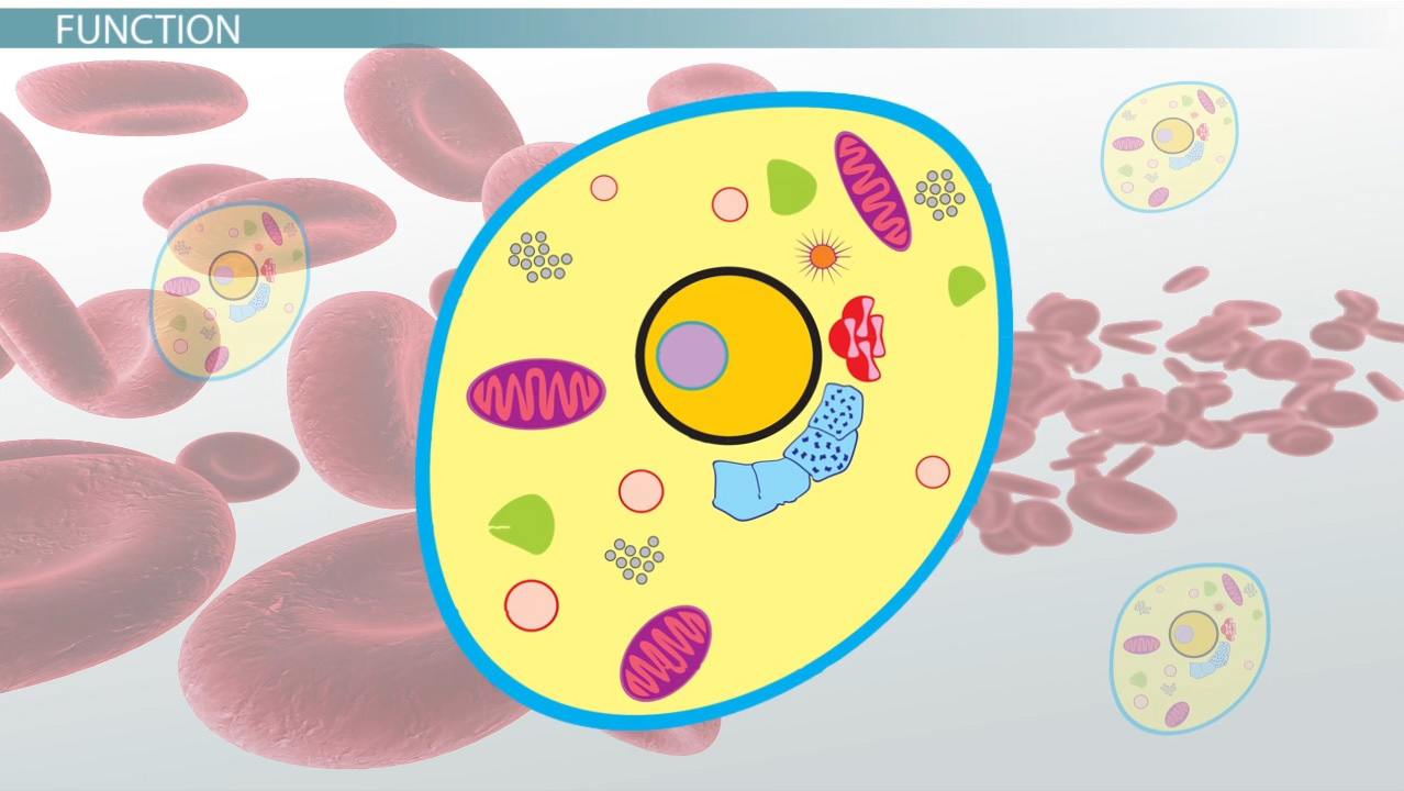 Cytoplasm | Definition, Function & Structure - Lesson | Study.com Elementy Wchodzące W Skład Cytoplazmy