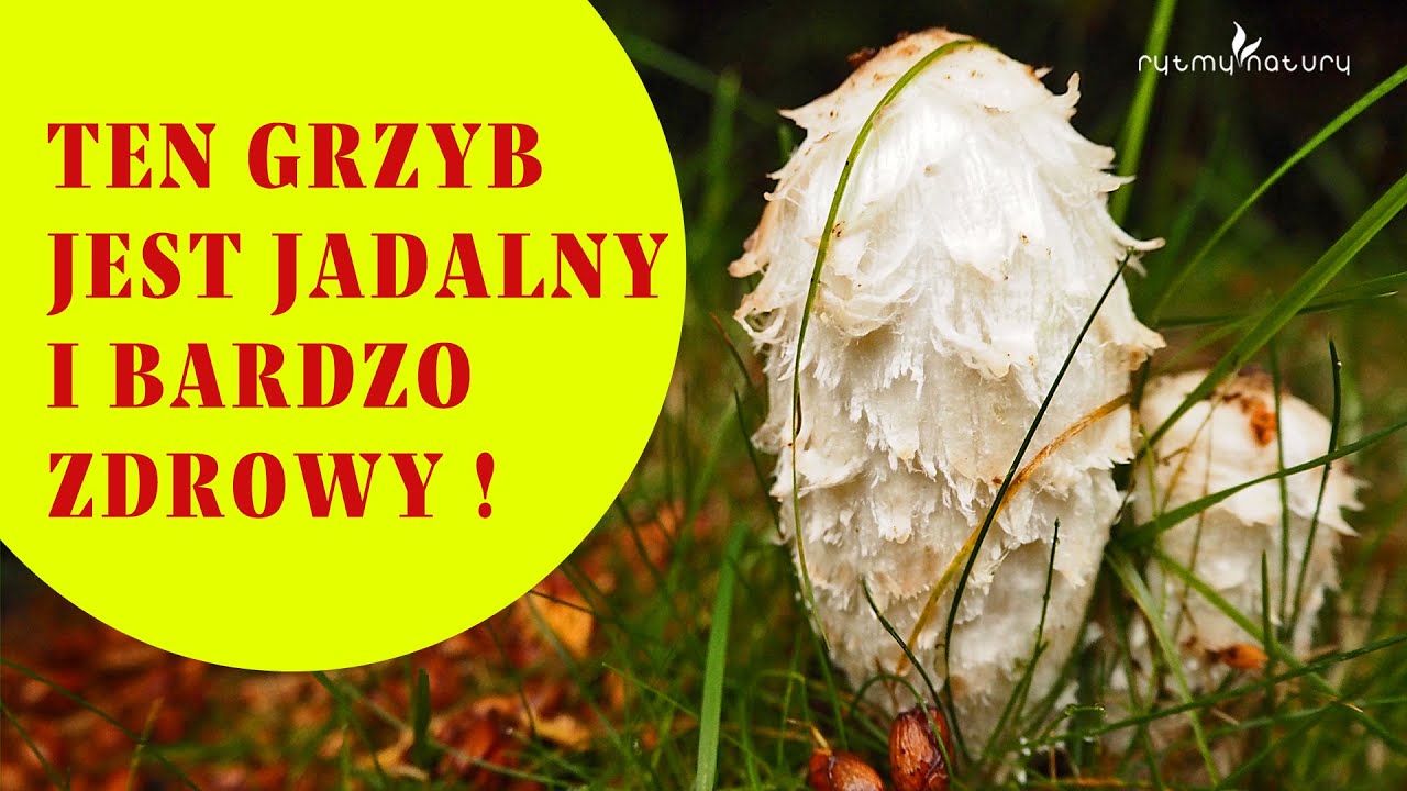 Czernidłak kołpakowaty - TEN GRZYB JEST JADALNY! Smaczny, zdrowy i Krowiak Podwinięty Czy Jest Jadalny
