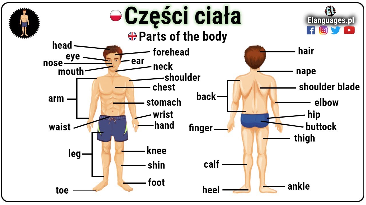 Części ciała po angielsku słownictwo angielski - Parts of the body in Obrazic Sie Na Kogos Po Angielsku