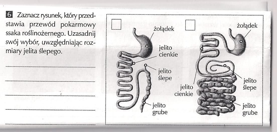 Porownaj Zeby Drapieznika I Roslinozerce