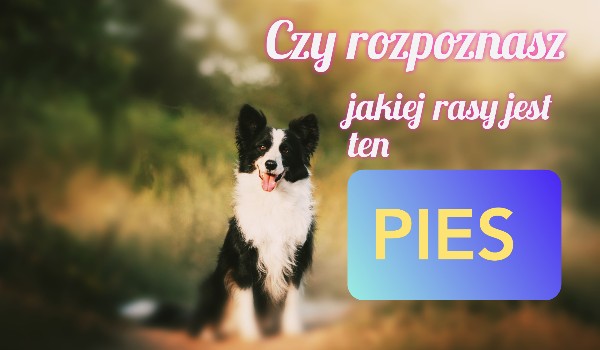 Czy rozpoznasz jakiej rasy jest ten pies? | sameQuizy Jakiej Rasy Jest Pies Fit Lovers