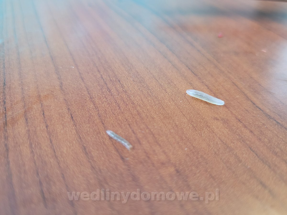 Czy to jakieś pasożyty ? Proszę o pomoc - Jeleń i daniel - Wędliny Pasożyty Zewnętrzne Przykłady