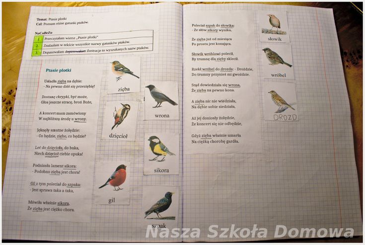 Czy w pierwszej klasie potrzebny jest zeszyt? | Nasza szkoła domowa Czy Do Wos Jest Potrzebny Zeszyt
