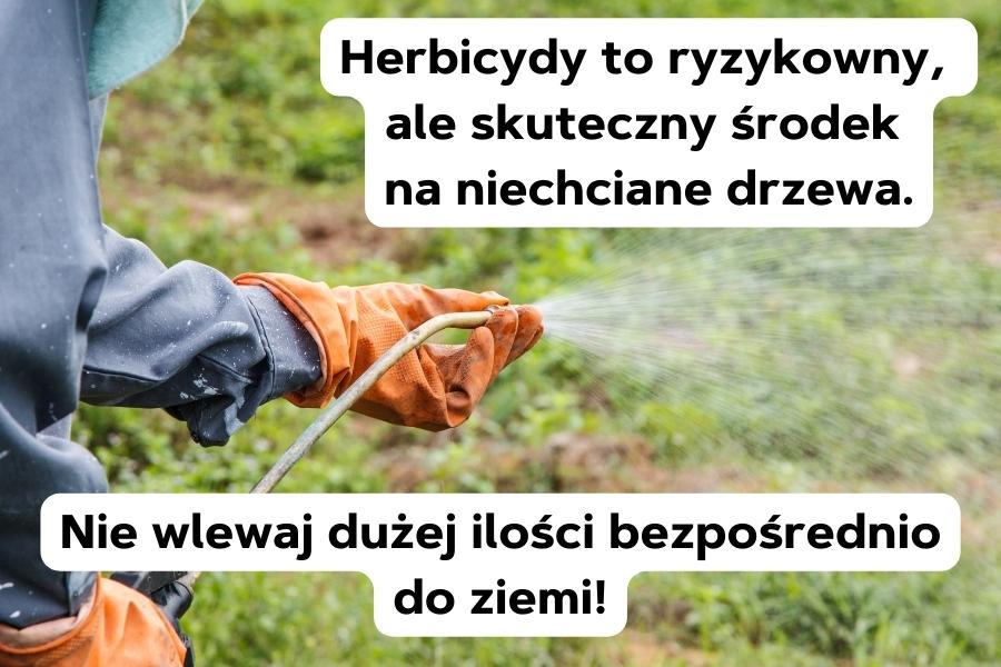Jak Zniszczyc Drzewo Zeby Uschlo