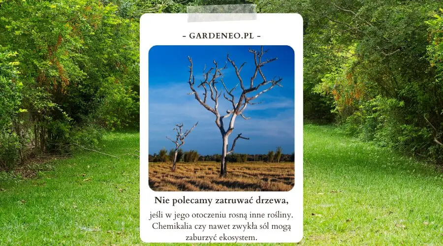 Czym podlać drzewo, żeby uschło? Najlepsze sposoby! Jak Zniszczyc Drzewo Zeby Uschlo