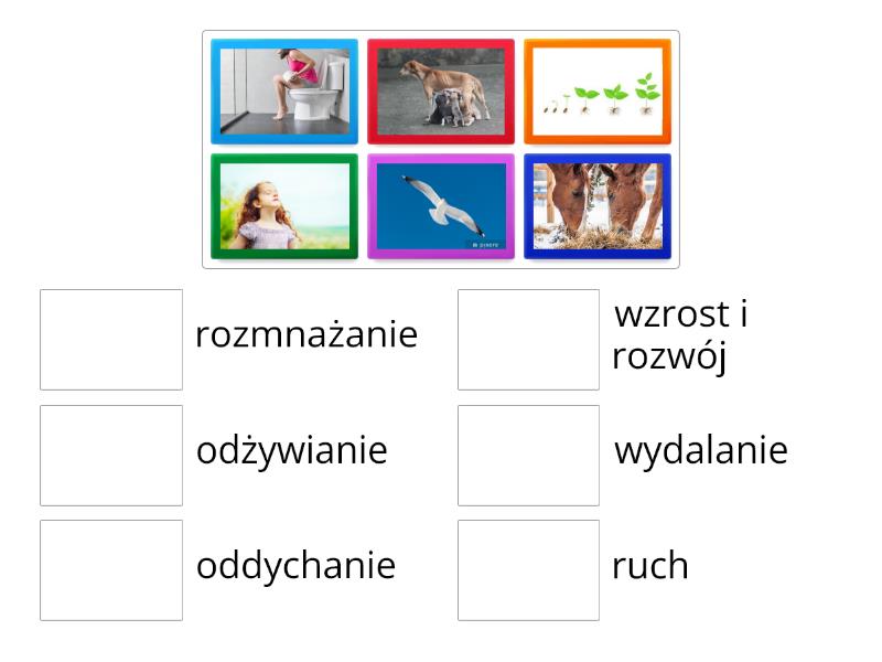 Budowa I Czynnosci Zyciowe Organizmw Test