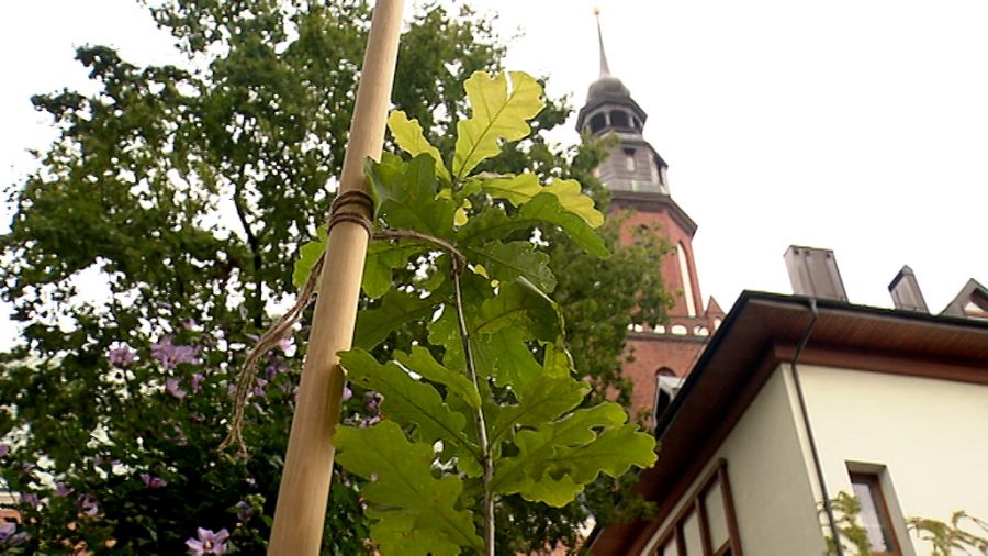 Dekret Papieski W Języku łacińskim