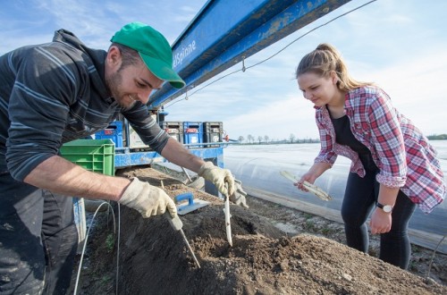 Dam sezonową pracę w Niemczech bez języka zbiory szparagów Berlin 2018 Praca W Niemczech Bez Jezyka 2018