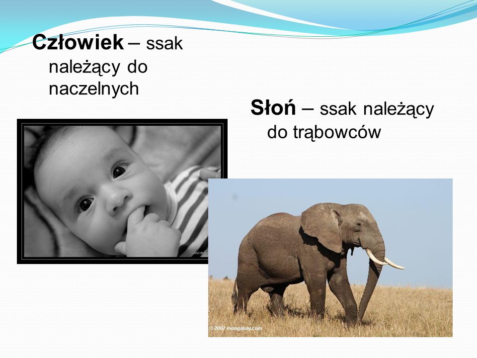 Naskorek Czlowieka I Innych Ssakow Wytwarza Wlosy