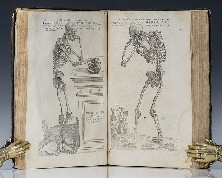 Vesalius De Humani Corporis Fabrica
