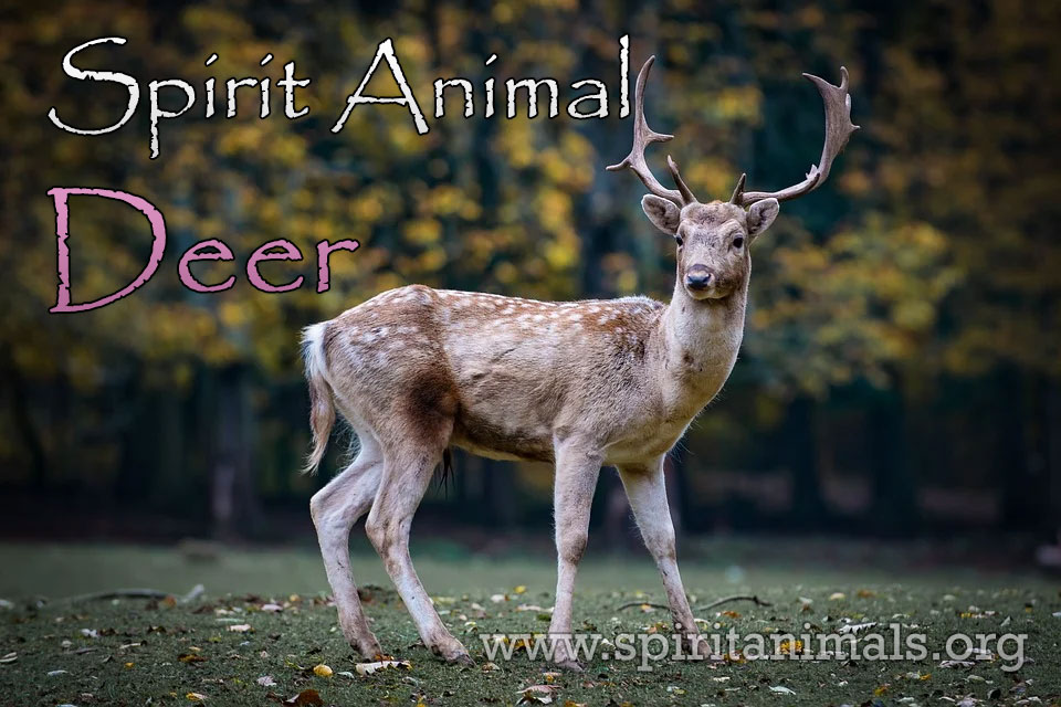 Deer Spirit Animal - Meaning and Interpretation - Spirit Animals My Spirit Animal Co To Znaczy