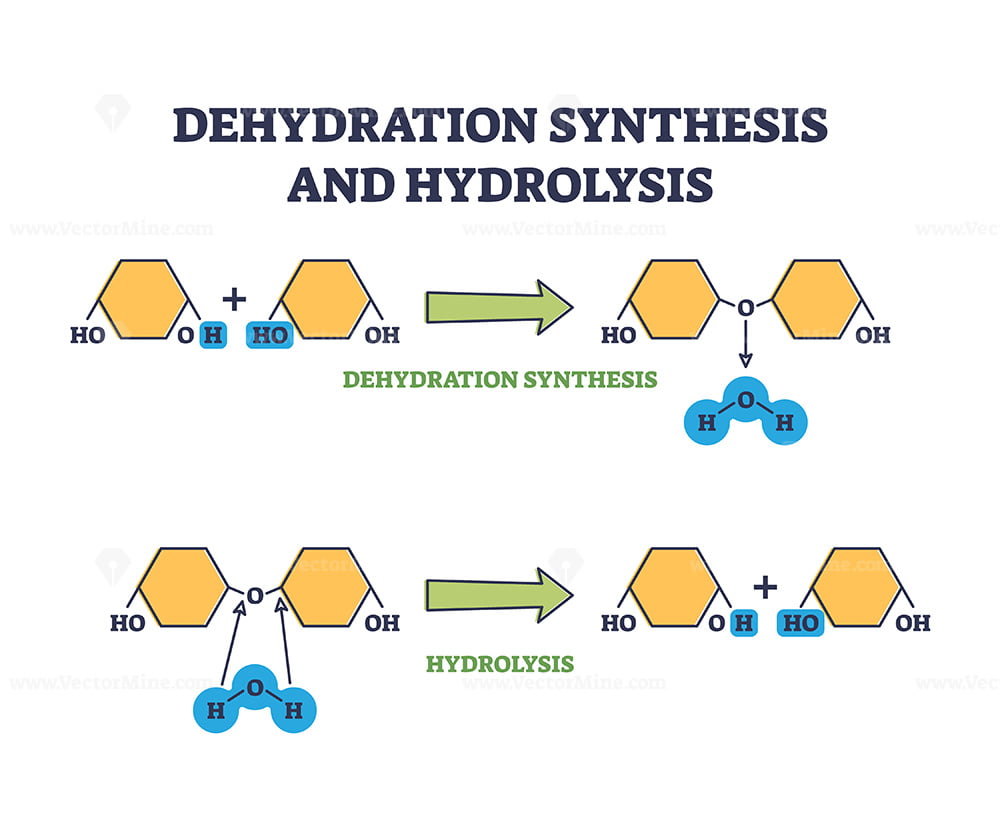 Dehydration Synthesis Dehydration Synthesis Gizmo Answer Key Pdf