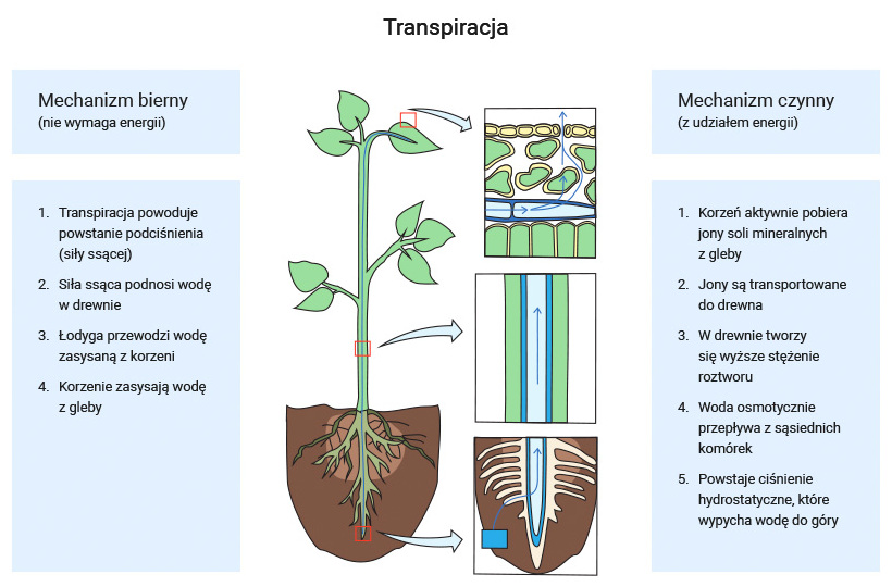Demo - eBiologia - Matura z biologii - nauka przez zadania Wyjasnij Znaczenie Podanych Pojec Transpiracja