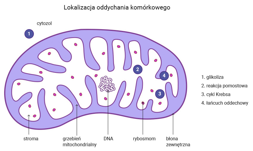 Gdzie Zachodzi Oddychanie Komórkowe