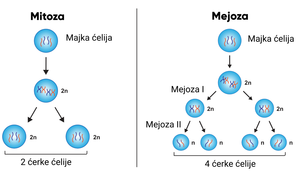 Deoba ćelija | Shtreber Mitoza I Mejoza Zadania Maturalne Pdf