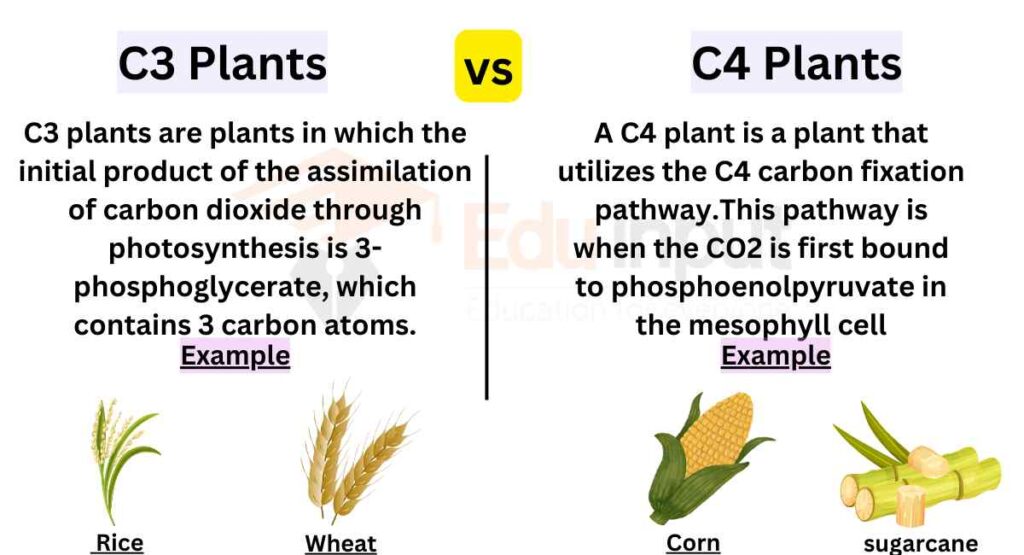 Difference Between C3 and C4 Plants Skórka Pędu I Skórka Korzenia Należą Do Tkanek