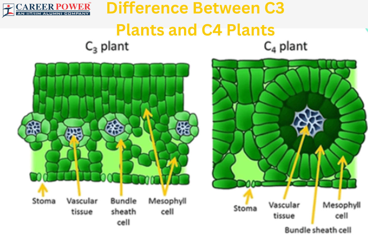 Difference Between C3 and C4 Plants Wzór Na Obwód Sześciokąta Foremnego
