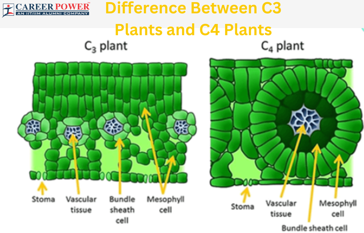 Difference Between C3 and C4 Plants Określ Jaki Rodzaj Zębów Oznaczono Na Rysunku Literą Y