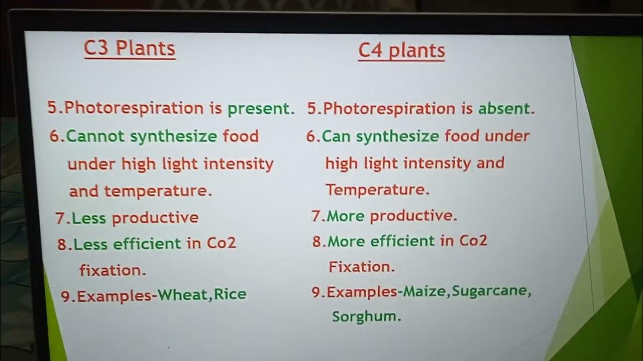 Differences between C3 and C4 Plants - YouTube Czym Pryskać Ziemniaki Od Chwastów