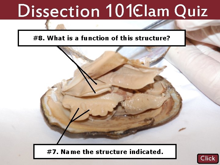 Dissection 101 Clam Quiz Click Dissection 101 Clam Clam Dissection Lab Questions Answer Key