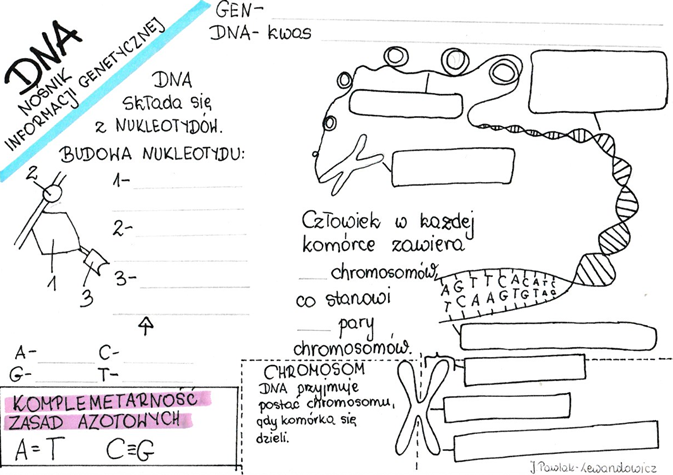 DNA - nośnik informacji genetycznej - karta pracy • Złoty nauczyciel Kartkowka Biologia Klasa 8 Dna