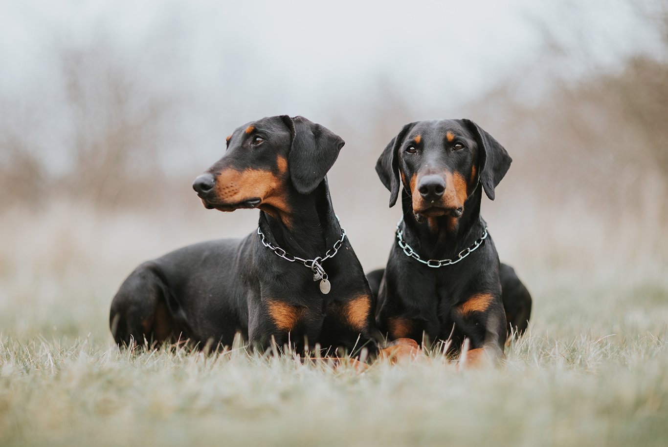 Doberman Czy Na Dobermana Trzeba Miec Pozwolenie