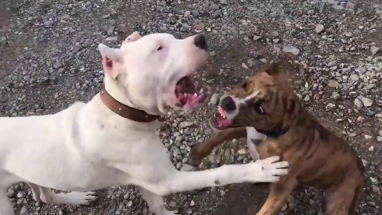 Dogo Argentino Fight Pitbull Video