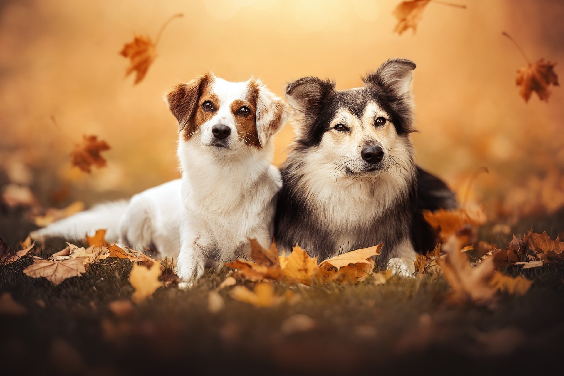 Download Animal Dog HD Wallpaper Tapety Na Telefon świąteczne Z Psami