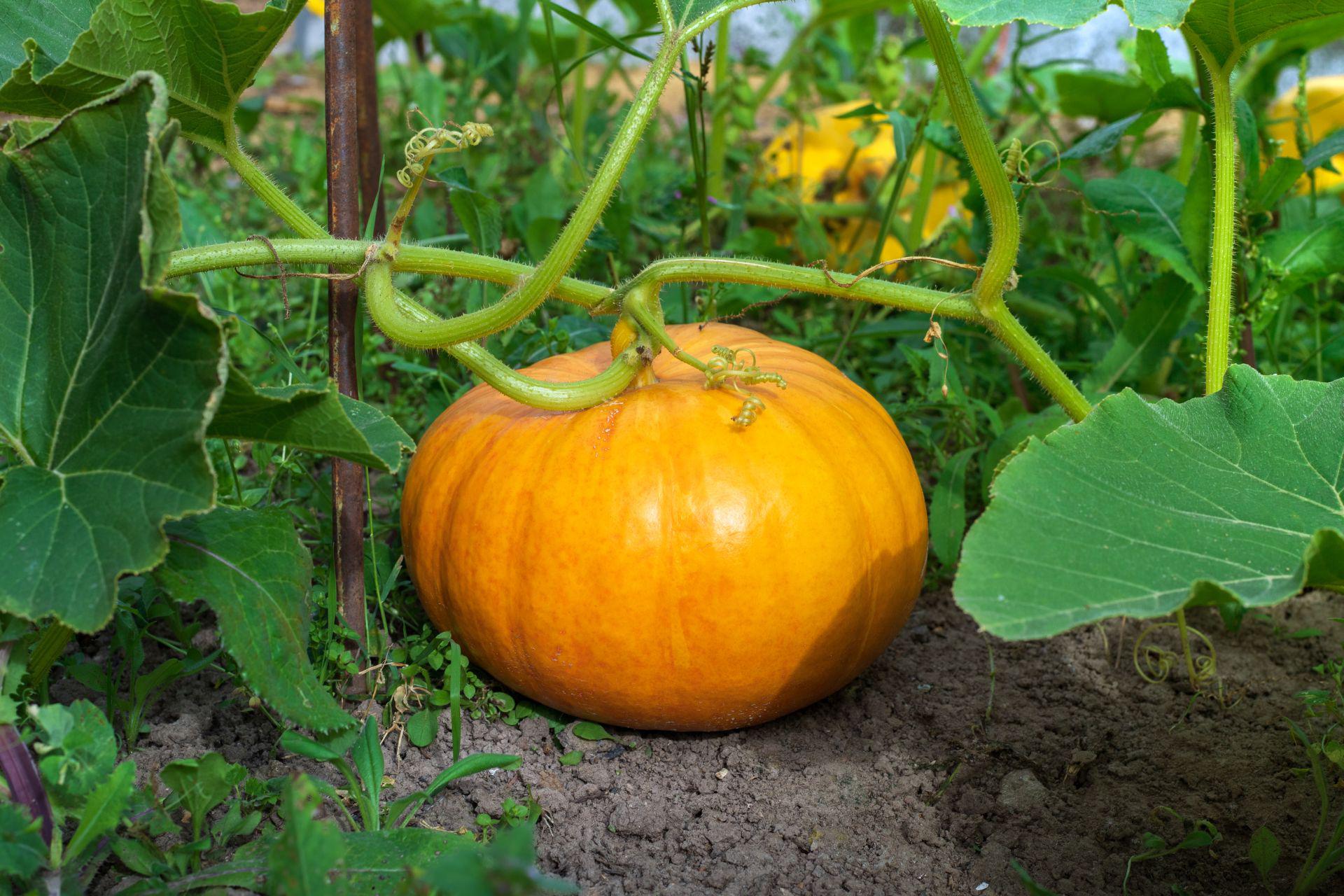 Dynia zwyczajna - Cucurbita pepo - Urzadzamy.pl Dynia Dynia Dynia Ma Okrągły Brzuszek