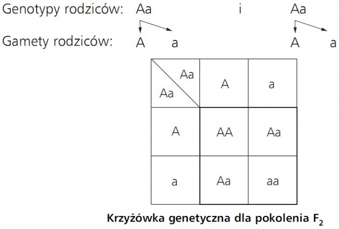Dziedziczenie cech - prawa Mendla Krzyzwki Genetyczne Zadania Z Odpowiedziami