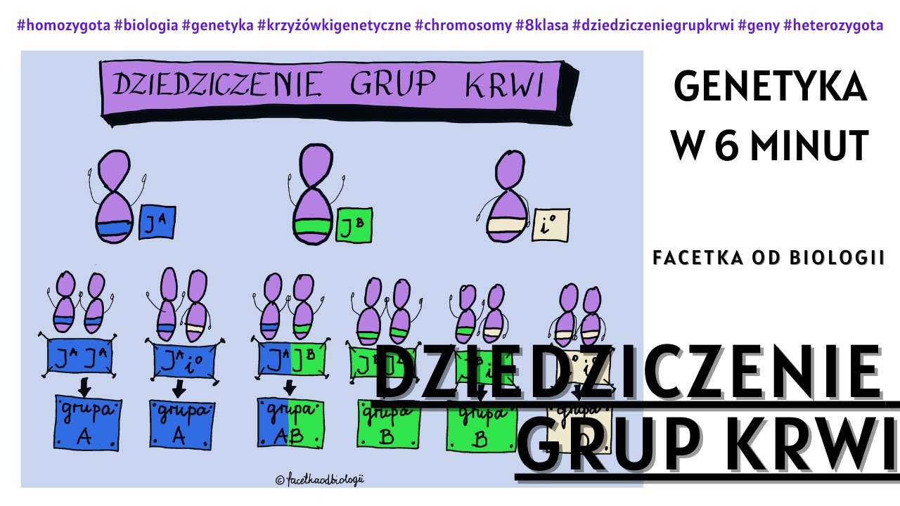 Dziedziczenie Grupy Krwi Krzyzwki Zadania